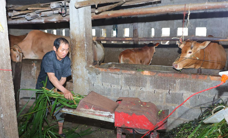 Người dân xã vùng cao phát triển chăn nuôi bò, nâng cao thu nhập.