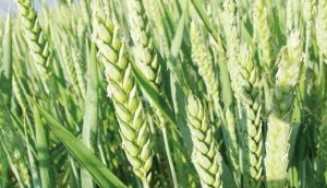 Lúa mì thế giới phục hồi: Điểm tựa từ nguồn cung và dòng tiền đầu tư
