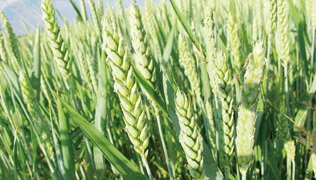 Căng thẳng tại Biển Đen đang tạo áp lực lên nguồn cung và đẩy giá lúa mì toàn cầu tăng cao