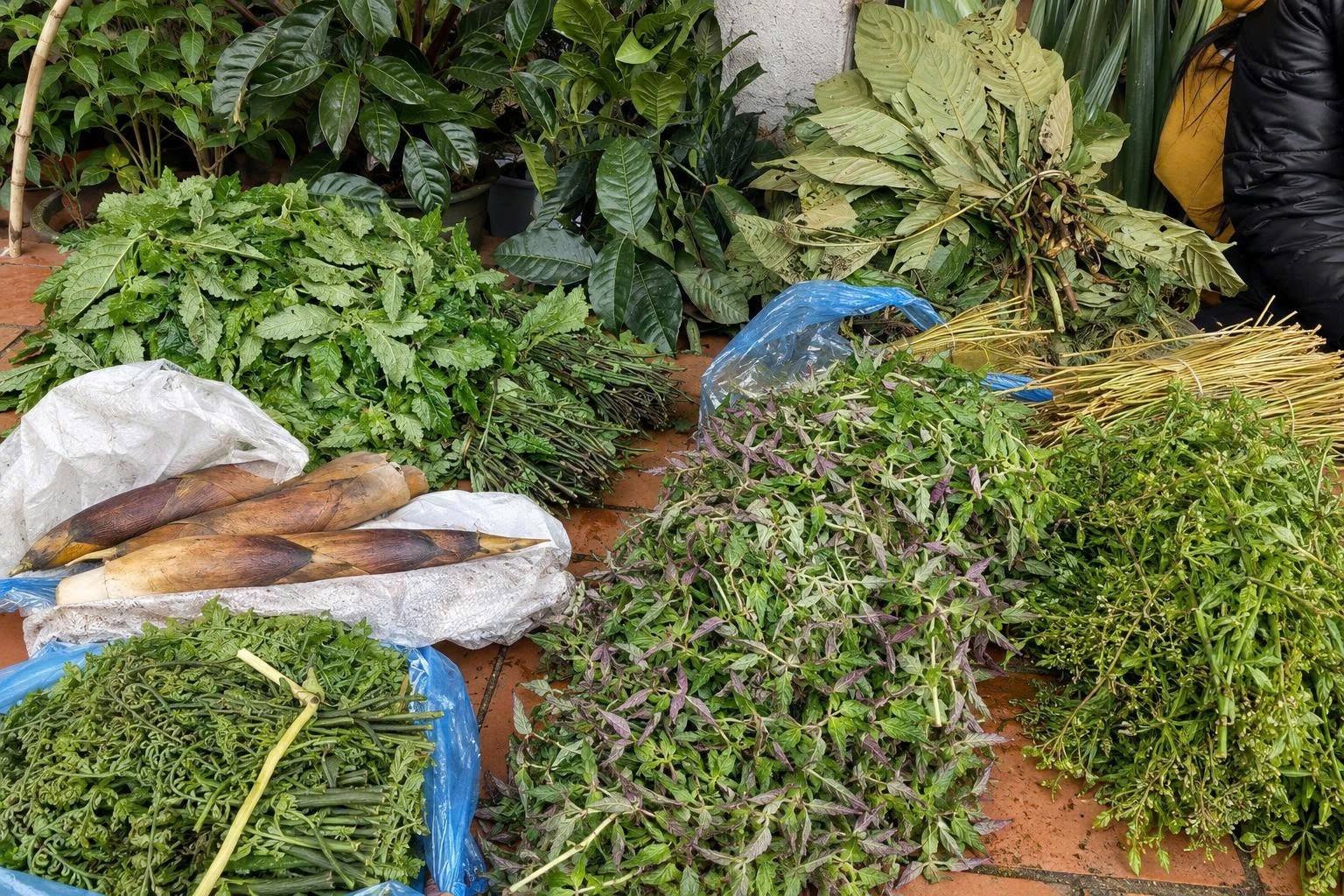 Từ cây thuốc trong rừng đến sinh kế dưới tán rừng: Nà Hẩu đánh thức giá trị bản địa