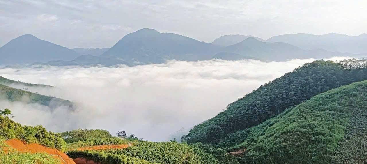 Từ cây thuốc trong rừng đến sinh kế dưới tán rừng: Nà Hẩu đánh thức giá trị bản địa