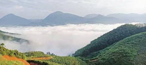 Từ cây thuốc trong rừng đến sinh kế dưới tán rừng: Nà Hẩu đánh thức giá trị bản địa