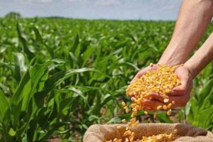 Thời tiết thuận lợi tiếp tục gây sức ép lên giá ngô