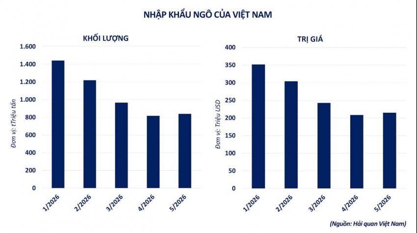 Thời tiết thuận lợi tiếp tục gây sức ép lên giá ngô