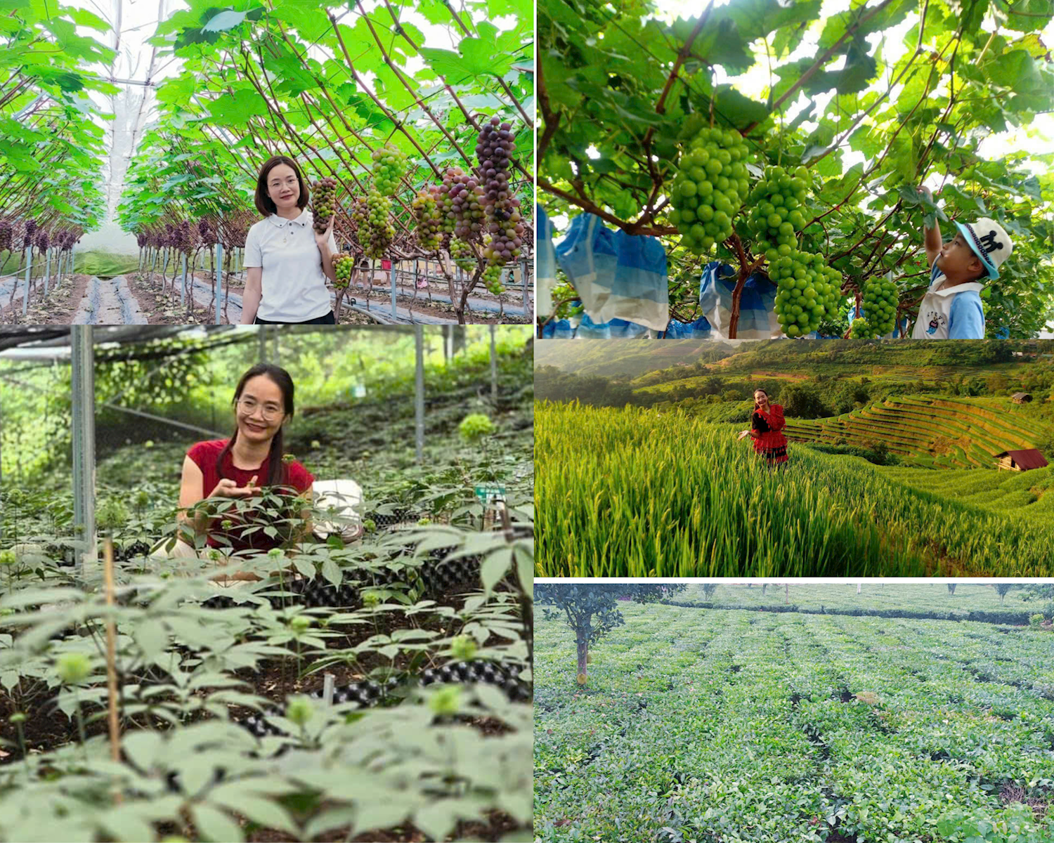 Lai Châu đẩy mạnh phát triển các sản phẩm du lịch nông nghiệp, trải nghiệm