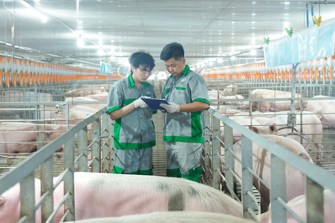 Nông nghiệp BAF rót 810 tỷ đồng mở rộng hệ sinh thái chăn nuôi – chế biến thực phẩm tại Hà Nội