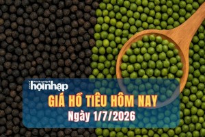Giá tiêu hôm nay 1/7/2026: Thị trường đi ngang, giao dịch trầm lắng