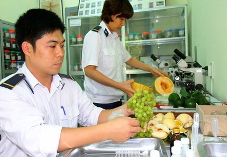 Phạt đến 100 triệu đồng các tổ chức vi phạm về sản xuất, buôn bán giống cây trồng