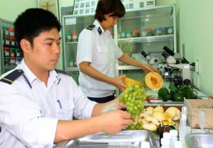 Phạt đến 100 triệu đồng các tổ chức vi phạm về sản xuất, buôn bán giống cây trồng