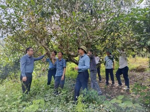 Điện sáng về bản, mở hướng phát triển sinh kế bền vững ở Mỏ Vàng, Lào Cai