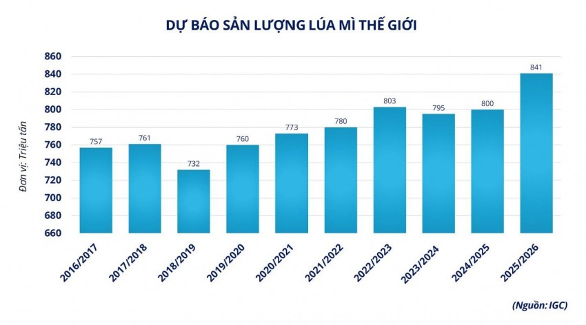 Thị trường lúa mì chịu áp lực lớn từ triển vọng nguồn cung toàn cầu