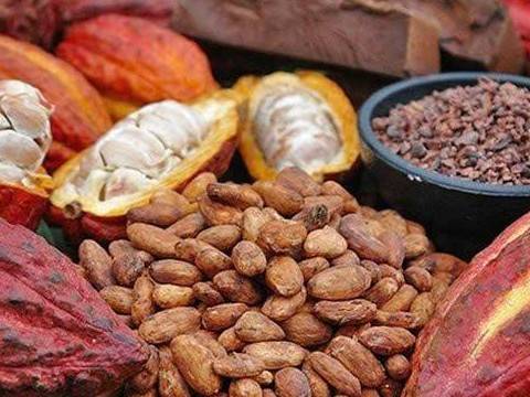 Thị trường ca cao: Dòng tiền trở lại trước áp lực kép từ rủi ro niên vụ mới