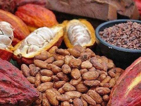 Thị trường ca cao: Dòng tiền trở lại trước áp lực kép từ rủi ro niên vụ mới