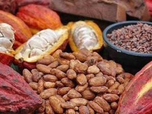 Thị trường ca cao: Dòng tiền trở lại trước áp lực kép từ rủi ro niên vụ mới