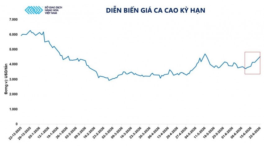Thị trường ca cao: Dòng tiền trở lại trước áp lực kép từ rủi ro niên vụ mới