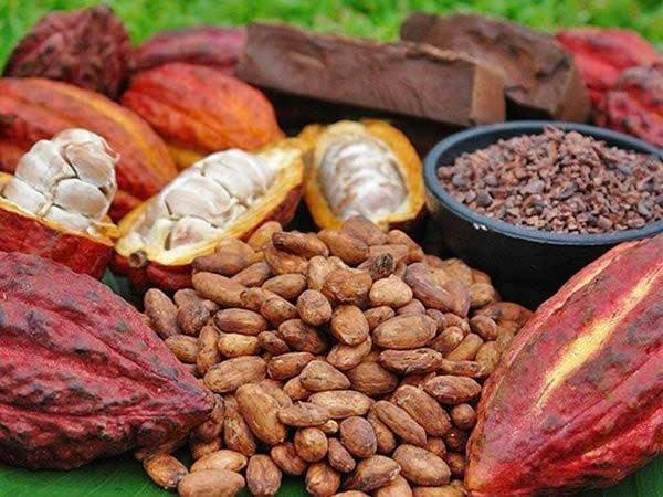 Xu hướng giá ca cao thế giới đảo chiều tăng mạnh trước áp lực kép từ El Niño