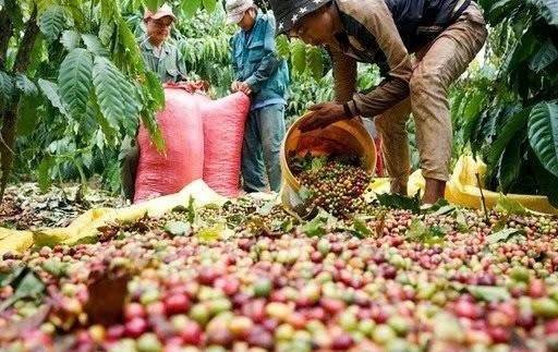 Nghịch lý xuất khẩu cà phê: "Được lượng, mất giá"