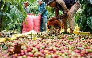 Nghịch lý xuất khẩu cà phê: "Được lượng, mất giá"