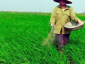 Thị trường phân bón hạ nhiệt: Nhu cầu yếu kéo giá urê lao dốc
