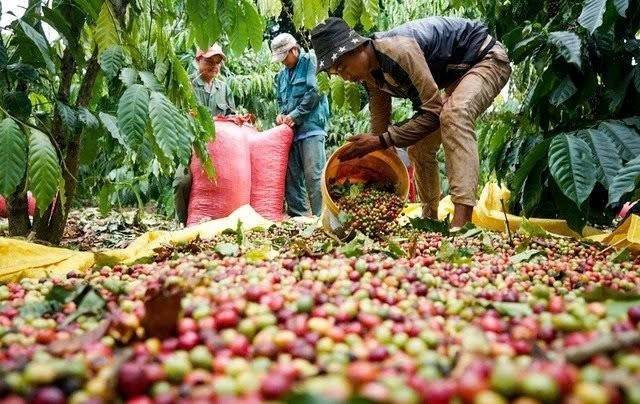 Xuất khẩu cà phê nửa đầu tháng 6/2026: Lượng tăng 5,9% nhưng trị giá giảm 14% so với cùng kỳ