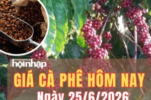 Giá cà phê hôm nay 25/6/2026: Giá cà phê đồng loạt phục hồi, robusta tăng hơn 3,5%