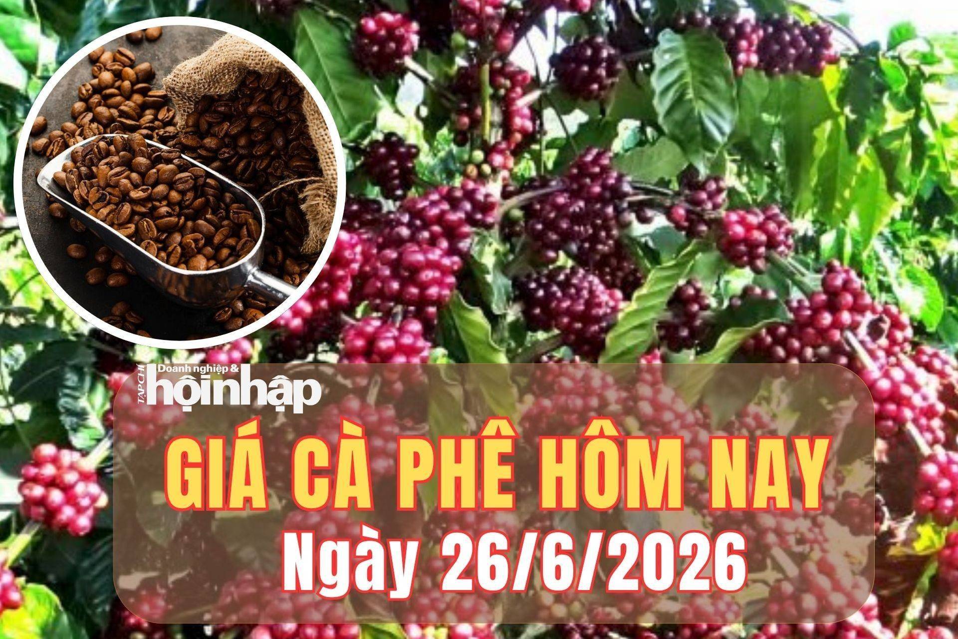 Giá cà phê hôm nay 26/6/2026: Giá cà phê trong nước tăng 700 đồng/kg, robusta thế giới giữ đà đi lên