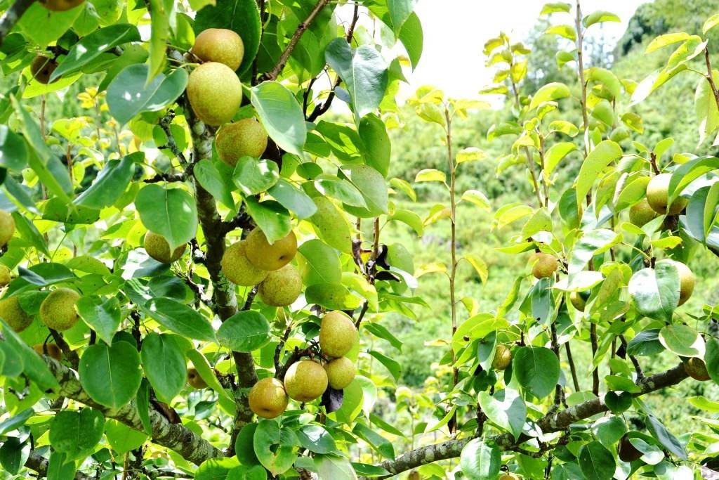 Si Ma Cai đánh thức tài nguyên bản địa, kiến tạo động lực phát triển du lịch xanh từ văn hóa và nông nghiệp