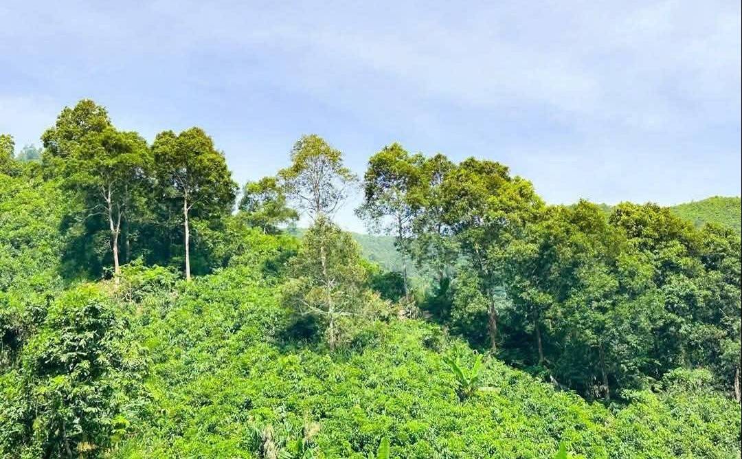 Đánh thức "vốn gen" bản địa, Tân Hợp (Lào Cai) mở lối cho chuỗi giá trị quế xanh