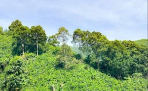 Đánh thức "vốn gen" bản địa, Tân Hợp (Lào Cai) mở lối cho chuỗi giá trị quế xanh