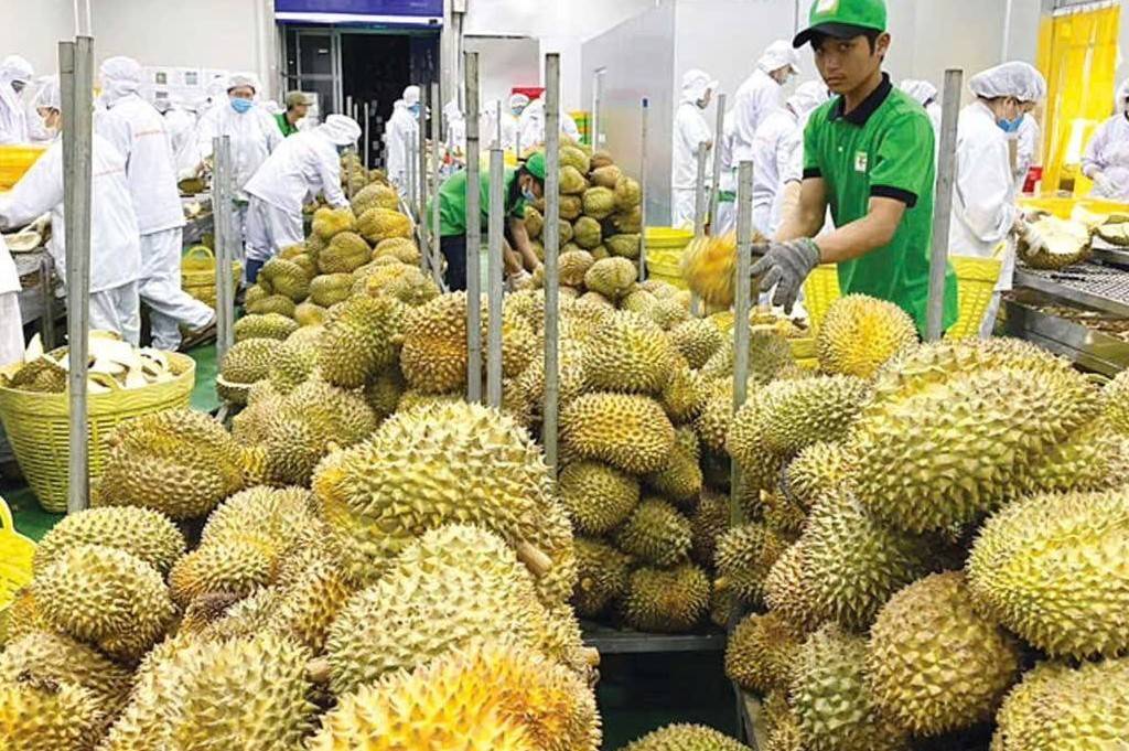 Bước ngoặt chiến lược của ngành rau quả: Chuyển dịch từ sản lượng sang giá trị