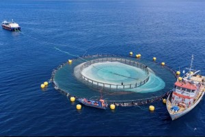 Hoàn thiện tiêu chuẩn quốc gia cho cơ sở nuôi cá biển công nghiệp