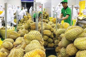 Bước ngoặt chiến lược của ngành rau quả: Chuyển dịch từ sản lượng sang giá trị