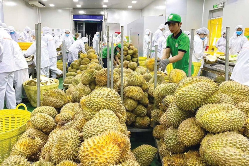 Sầu riêng bước vào chính vụ thu hoạch rộ, đóng góp lớn vào kim ngạch xuất khẩu rau quả sang Trung Quốc năm 2026