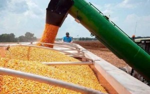 Rủi ro thời tiết thúc đẩy giá ngô thế giới phục hồi mạnh