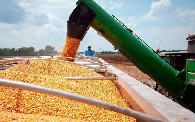 Rủi ro thời tiết thúc đẩy giá ngô thế giới phục hồi mạnh
