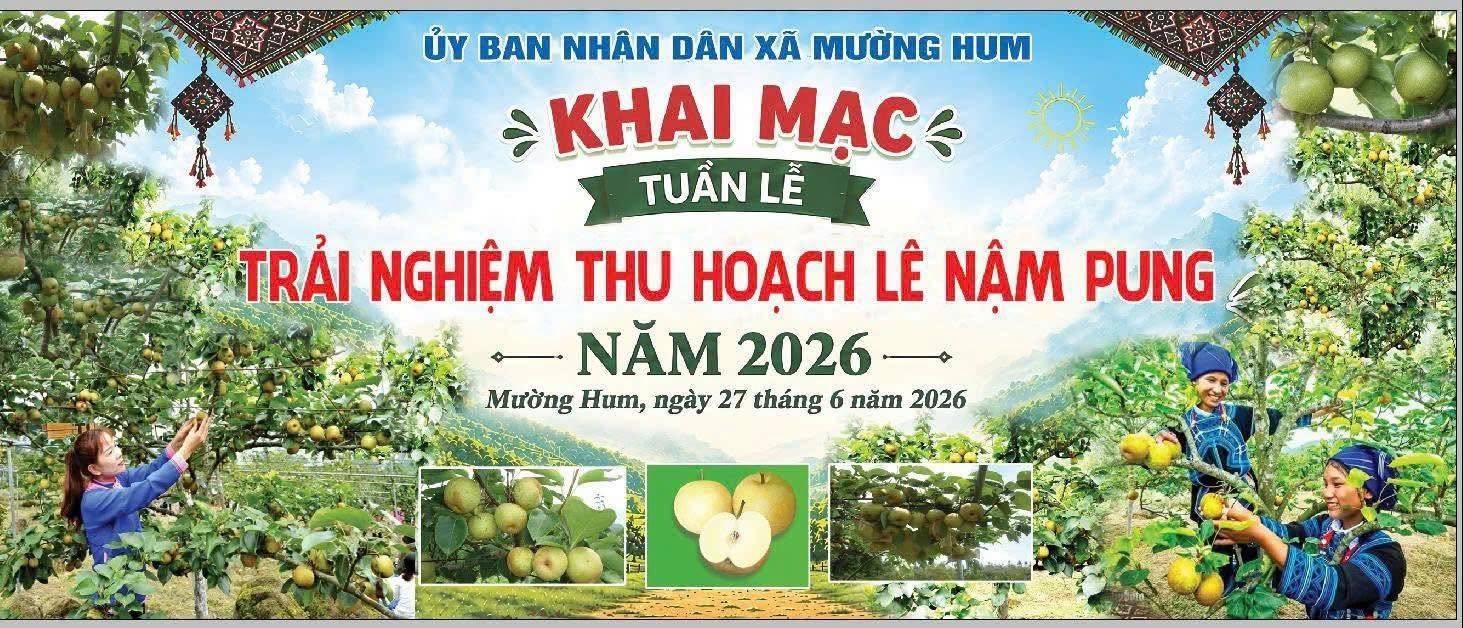 Lào Cai: Đánh thức “vương quốc” Lê Nậm Pung – Từ mùa quả ngọt đến hệ sinh thái kinh tế xanh