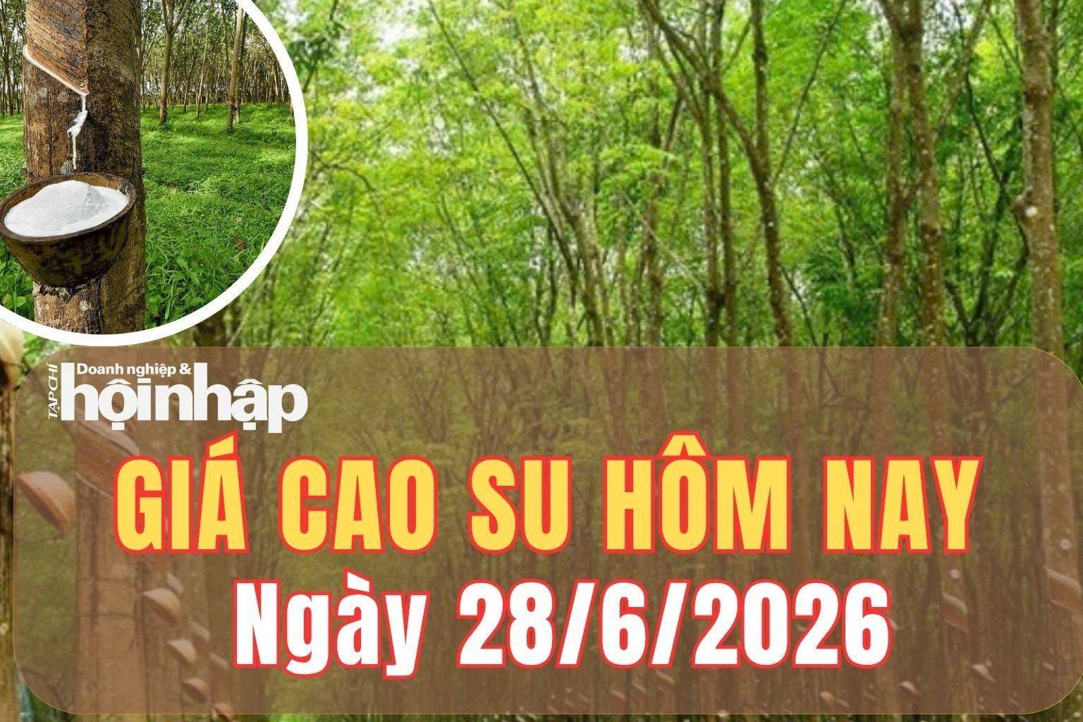 Giá cao su hôm nay 28/6/2026: Phiên cuối tuần, giá cao su thế giới tiếp nối đà giảm