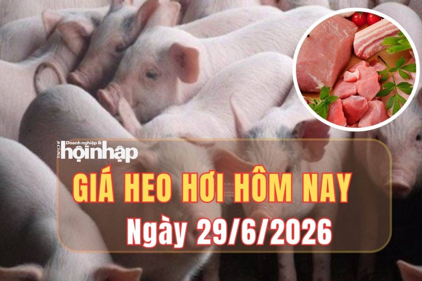 Giá heo hơi hôm nay 29/6: Tuần qua, giá heo hơi tiếp đà giảm, miền Nam chạm đáy 61.000 đồng/kg
