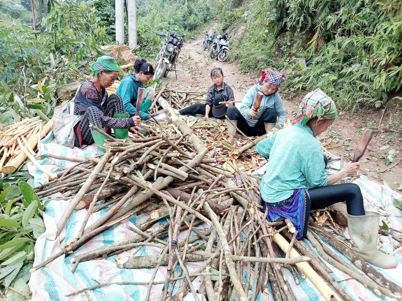 Điều còn lại sau những gốc quế ở Mỏ Vàng, Lào Cai