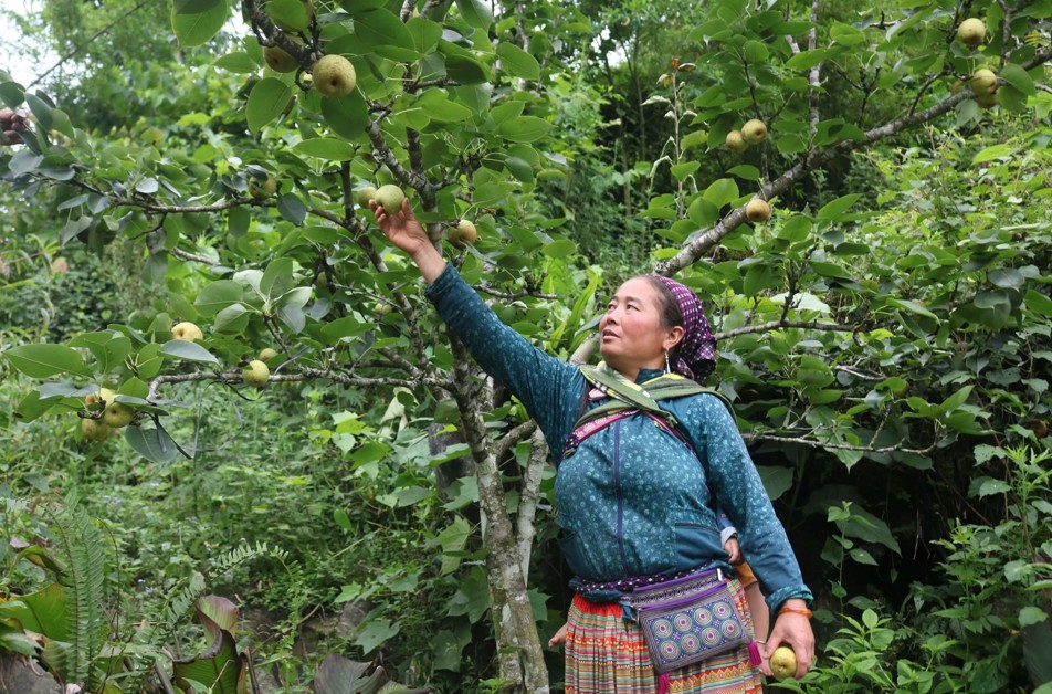 Lào Cai: Xã Si Ma Cai đẩy mạnh giảm nghèo bền vững, tạo sinh kế gắn với bảo đảm an sinh xã hội