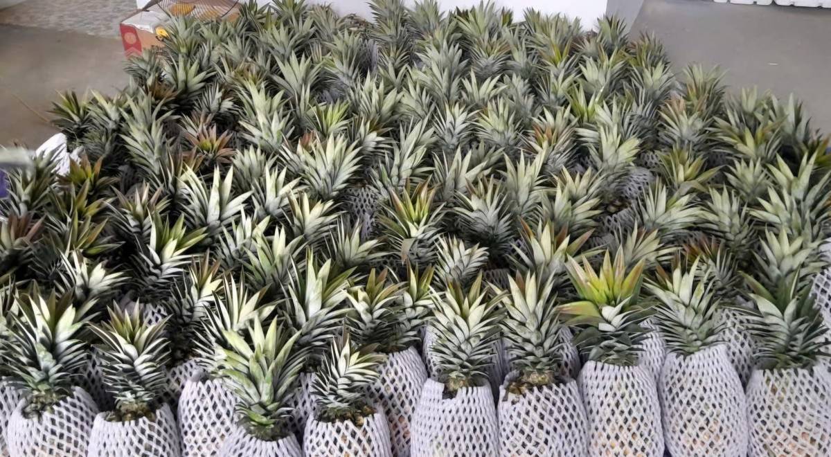 Điện Biên: Hợp tác xã tăng tốc chuyển đổi, mở rộng chuỗi giá trị