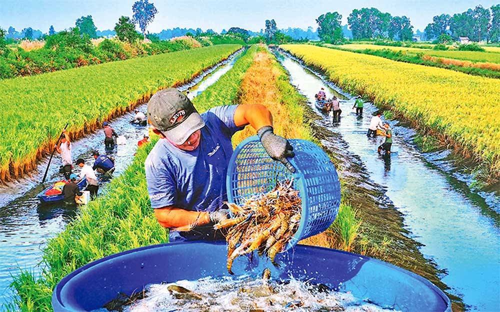 Cà Mau phát triển kinh tế xanh với mô hình tôm rừng thích ứng biến đổi khí hậu