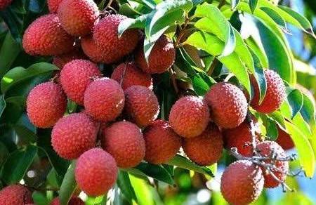 Xuất khẩu quả vải sang Âu - Mỹ bùng nổ: Bước chuyển dịch chiến lược của nông sản Việt