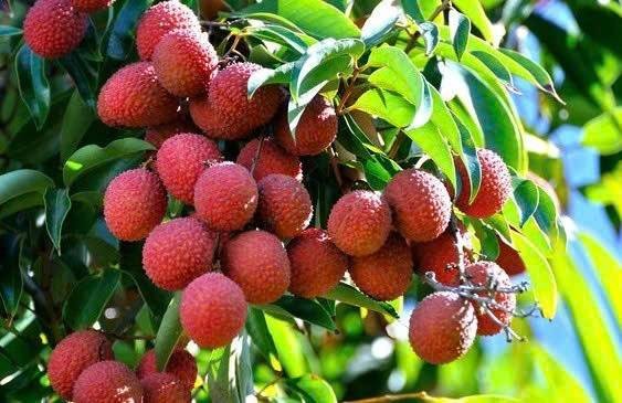 Xuất khẩu vải sang Mỹ trong 5 tháng đầu năm 2026 tăng 125%, trở thành thị trường lớn thứ hai của Việt Nam