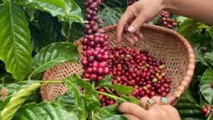 Cà phê thế giới đảo chiều: Arabica tăng tốc, Robusta hụt hơi