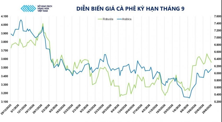 Cà phê thế giới đảo chiều: Arabica tăng tốc, Robusta hụt hơi