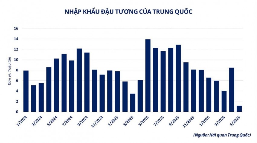 Thị trường đậu tương chạm đáy 4 tháng: Cơ hội cho doanh nghiệp thức ăn chăn nuôi nội địa