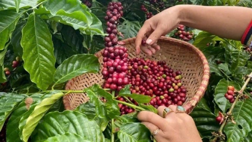 Giá cà phê Arabica tăng mạnh trước lo ngại thời tiết xấu tại Brazil, trong khi Robusta hạ nhiệt dưới áp lực nguồn cung ổn định từ Việt Nam