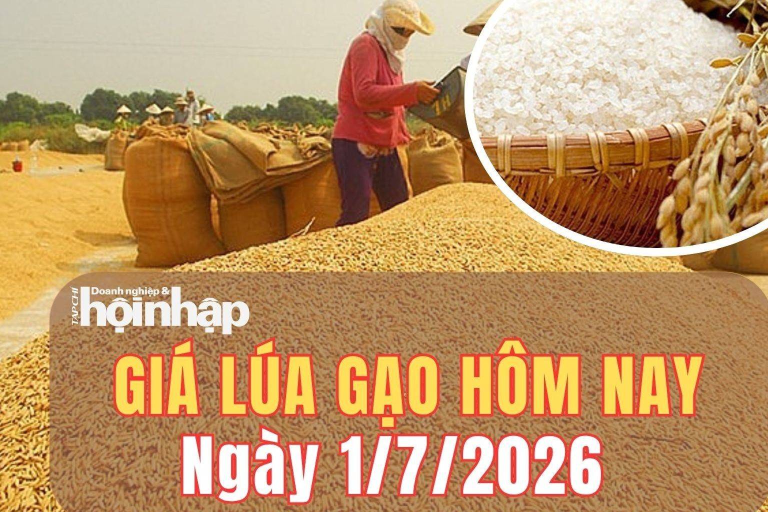 Giá lúa gạo hôm nay 1/7/2026: Giá lúa gạo giữ mức ổn định khi Philippines tính siết nhập khẩu