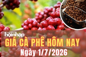 Giá cà phê hôm nay 1/7/2026: Giá cà phê Tây Nguyên giảm sâu, thị trường thế giới tăng mạnh